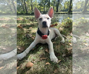 Mutt Dogs for adoption in Germantown, OH, USA