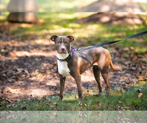 American Staffordshire Terrier-Unknown Mix Dogs for adoption in Arlington, VA, USA