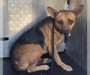 Labrador Retriever-Unknown Mix Dogs for adoption in San Antonio, TX, USA