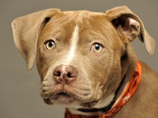 American Pit Bull Terrier Dogs for adoption in Cookeville, TN, USA