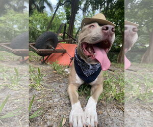 American Pit Bull Terrier Dogs for adoption in Davie, FL, USA