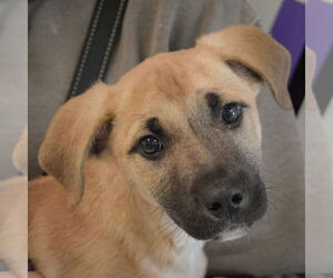 German Shepherd Dog-Unknown Mix Dogs for adoption in Huntley, IL, USA