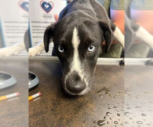 American Pit Bull Terrier-Siberian Husky Mix Dogs for adoption in Stockton, CA, USA