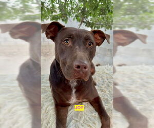 American Pit Bull Terrier-Labrador Retriever Mix Dogs for adoption in Woodland Hills, CA, USA