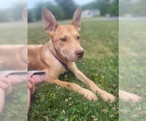 Labrador Retriever-Unknown Mix Dogs for adoption in Woodbridge , NJ, USA