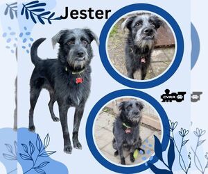 Mutt Dogs for adoption in Lindsay, CA, USA