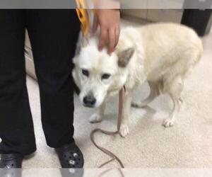 Gerberian Shepsky Dogs for adoption in Riverside, CA, USA