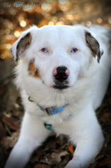 Australian Shepherd Dogs for adoption in Milpitas, CA, USA