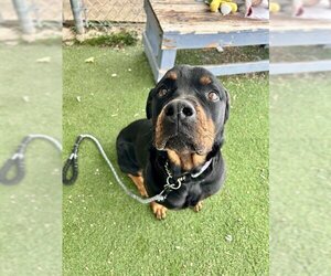 Rottweiler Dogs for adoption in Fruit Heights, UT, USA