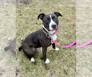 American Pit Bull Terrier Dogs for adoption in Williamsburg, IA, USA