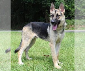 German Shepherd Dog Dogs for adoption in Prattville, AL, USA