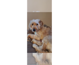 Labrador Retriever-Unknown Mix Dogs for adoption in Andover, MN, USA