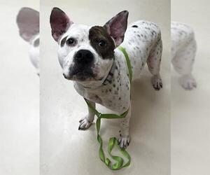 American Pit Bull Terrier-Unknown Mix Dogs for adoption in Center Township, PA, USA