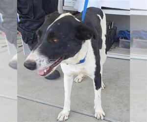 Border Collie Dogs for adoption in Bakersfield, CA, USA