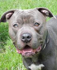 American Staffordshire Terrier Dogs for adoption in Nashville, IN, USA