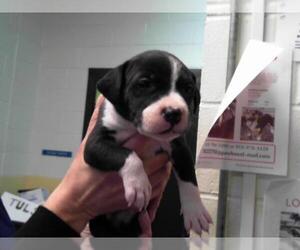 American Pit Bull Terrier-Unknown Mix Dogs for adoption in Tulsa, OK, USA