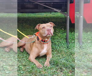 American Pit Bull Terrier-Unknown Mix Dogs for adoption in Brewster, NY, USA