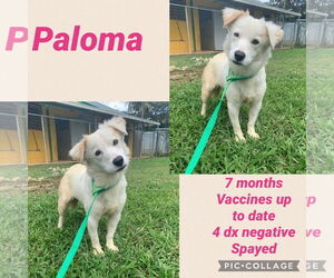 Labrador Retriever-Pembroke Welsh Corgi Mix Dogs for adoption in Virginia Beach, VA, USA