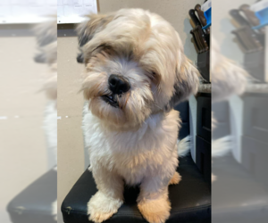 Lhasa Apso-Unknown Mix Dogs for adoption in Cranston, RI, USA