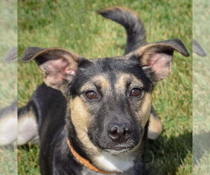 Australian Kelpie-Unknown Mix Dogs for adoption in Huntley, IL, USA