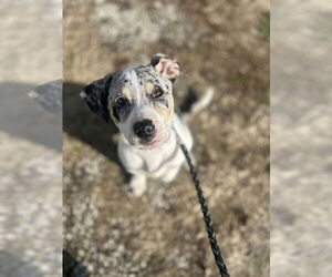 American Pit Bull Terrier-Unknown Mix Dogs for adoption in Evansville, IN, USA