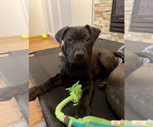 Mutt Dogs for adoption in Princeton, MN, USA