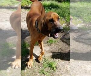 Bloodhound Dogs for adoption in Chatham, VA, USA