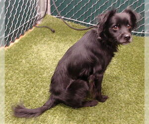 Mutt Dogs for adoption in Downey, CA, USA