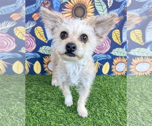 Poodle (Miniature)-Unknown Mix Dogs for adoption in Corona, CA, USA