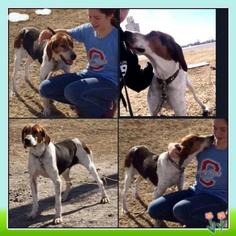 Medium Photo #1 Treeing Walker Coonhound Puppy For Sale in Garber, OK, USA
