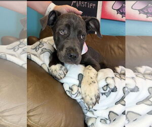 Mutt Dogs for adoption in Goodyear, AZ, USA