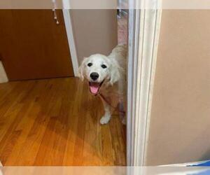 Labrador Retriever-Unknown Mix Dogs for adoption in Clovis, CA, USA