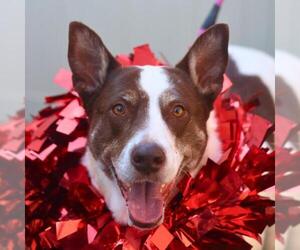 Mutt Dogs for adoption in San Antonio, TX, USA