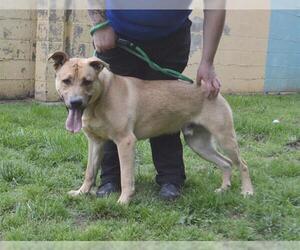 Black Mouth Cur Dogs for adoption in Louisville, KY, USA