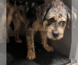 Mutt Dogs for adoption in Pearland, TX, USA