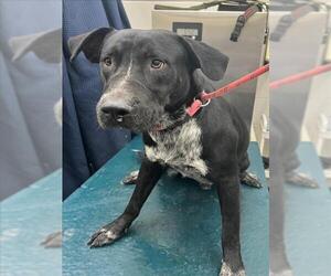 Labrador Retriever-Unknown Mix Dogs for adoption in Mobile, AL, USA