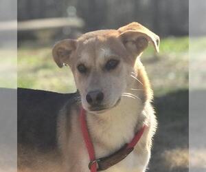 Mutt Dogs for adoption in Yardley, PA, USA