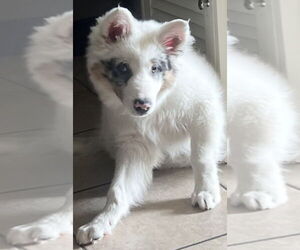 Australian Shepherd Dogs for adoption in Dana Point, CA, USA