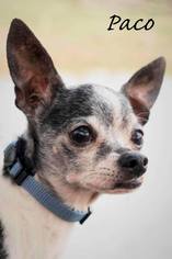 Chihuahua Dogs for adoption in Piedmont, MO, USA