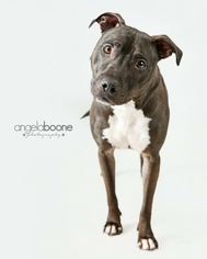 American Pit Bull Terrier-Unknown Mix Dogs for adoption in Zimmerman, MN, USA