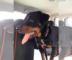 Rottweiler Dogs for adoption in Myrtle Beach, SC, USA