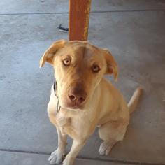 Labrador Retriever Dogs for adoption in Colton, CA, USA