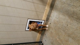 Basenji Dogs for adoption in Dalzell, SC, USA