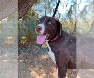 Pointer-Unknown Mix Dogs for adoption in Seal Beach , CA, USA