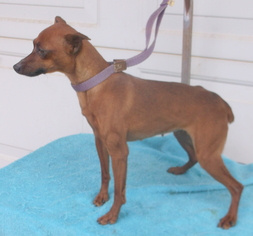 Miniature Pinscher Dogs for adoption in Birch Tree, MO, USA
