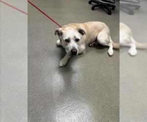 Labrador Retriever-Unknown Mix Dogs for adoption in Las Vegas, NV, USA