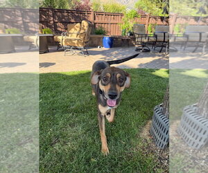 Labrador Retriever-Unknown Mix Dogs for adoption in Salt Lake City, UT, USA
