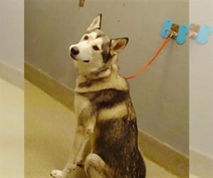 Siberian Husky-Unknown Mix Dogs for adoption in Las Vegas, NV, USA
