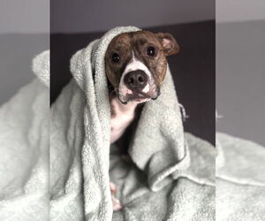 Mutt Dogs for adoption in Rockville, MD, USA