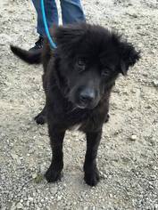 Chow Chow Dogs for adoption in Pacolet, SC, USA